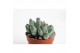Echeveria hookeri 