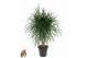 Dracaena marginata vertakt 