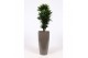 Dracaena fragr. compacta in santorini pot taupe 
