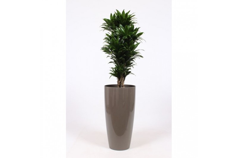 Dracaena fragr. compacta in santorini pot taupe Dracaena fragr. compacta in santorini pot taupe