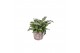 Murdannia loriformis bright star in tree look pot 