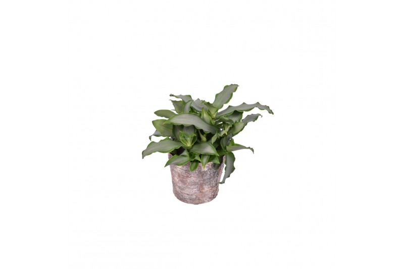 Murdannia loriformis bright star in tree look pot 