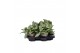Murdannia loriformis bright star in tree look pot 