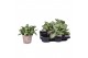 Murdannia loriformis bright star in tree look pot 