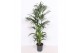 Howea forsteriana 