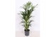 Howea forsteriana 