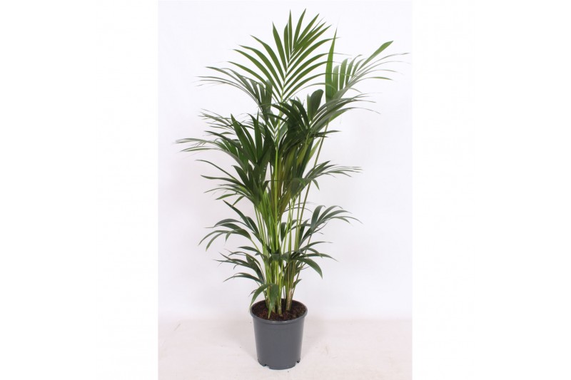 Howea forsteriana 