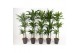 Dracaena mix 90-60-30 