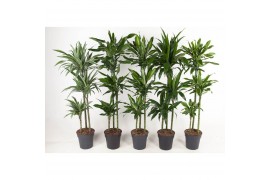 Dracaena mix 90-60-30