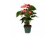 Anthurium antheqibo Solara 5 bloem 