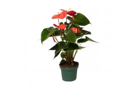 Anthurium antheqibo Solara 5 bloem
