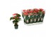 Anthurium antheqibo Solara 5 bloem 