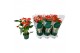 Anthurium antheqibo Solara 5 bloem 