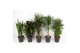 Kamerplanten mixkar Mix Basic p27 1 pp 