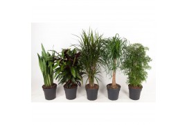 Kamerplanten mixkar Mix Basic p27 1 pp