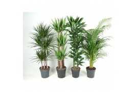 Kamerplanten mixkar Mix p27-31 1 pp