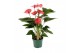 Anthurium Andr. Melito 5 bloem 