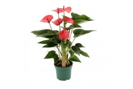 Anthurium Andr. Melito 5 bloem