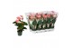 Anthurium Andr. Melito 5 bloem 