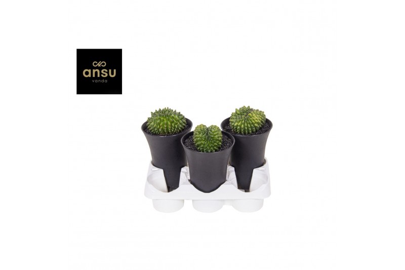Cactus Gymno Cactus Spineless XXL 1 pp 