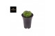 Cactus Gymno Cactus Spineless XXL 1 pp 