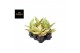 Aglaonema Aglaonema Chartreuse Pretty 1 pp 