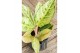 Aglaonema Aglaonema Chartreuse Pretty 1 pp 