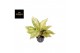 Aglaonema Aglaonema Chartreuse Pretty 1 pp 