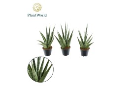 Sansevieria cylindrica sem