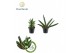 Sansevieria cylindrica Sansevieria mix Sonora P7 