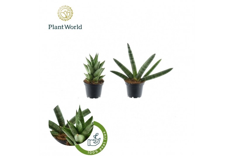 Sansevieria cylindrica Sansevieria mix Sonora P7 Sansevieria cylindrica Sansevieria mix Sonora P7