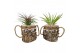 Tillandsia arrangement Tillandsia wood dude brown 1 pp 