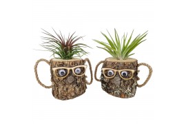 Tillandsia arrangement Tillandsia wood dude brown 1 pp
