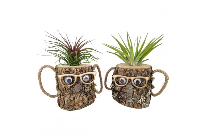 Tillandsia arrangement Tillandsia wood dude brown 1 pp 