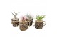 Tillandsia arrangement Tillandsia wood dude brown 1 pp 