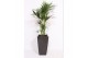 Howea forsteriana Howea Forsteriana in Piza pot "antraciet" 6 pp 