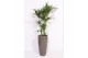 Howea forsteriana Howea Forsteriana in Santorini pot "taupe" 6 pp 