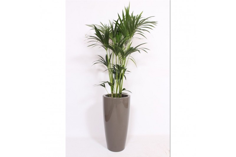 Howea forsteriana Howea Forsteriana in Santorini pot "taupe" 6 pp 