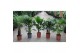 Palmen mix Palmen mixkar overig pp 