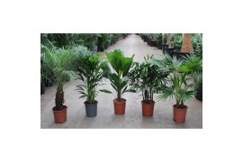 Palmen mix Palmen mixkar overig pp