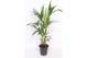 Howea forsteriana 
