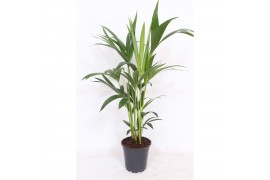 Howea forsteriana