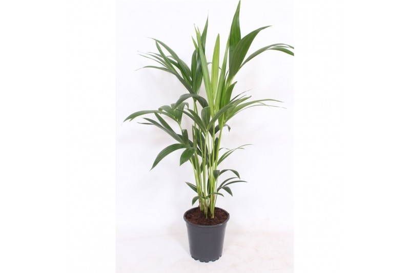 Howea forsteriana 