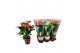 Anthurium andr. mix Anthurium mix keramiek 12cm 5 bl. 
