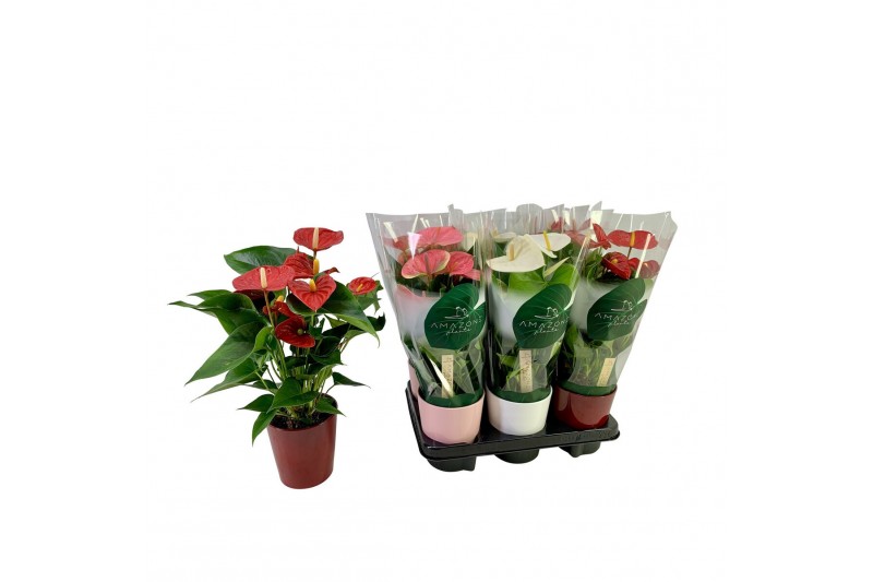 Anthurium andr. mix Anthurium mix keramiek 12cm 5 bl. 
