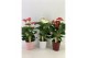 Anthurium andr. mix Anthurium mix keramiek 12cm 5 bl. 
