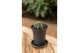 Gymnocalycum mihanovichii japan mix Gymno Cactus Green 