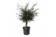 Olea europaea Olea Lorc 50cm 