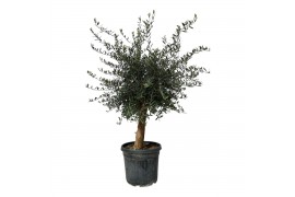 Olea europaea Olea Lorc 50cm