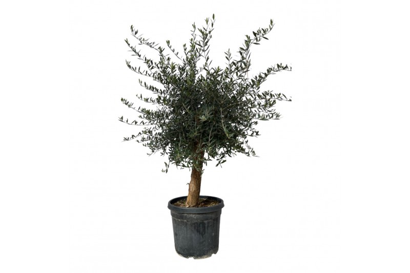 Olea europaea Olea Lorc 50cm 